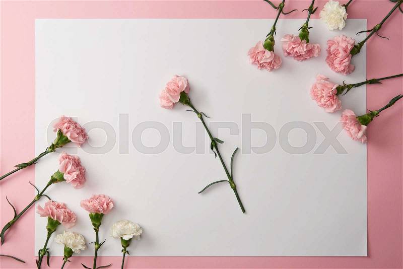 Beautiful tender pink and white carnation flowers and blank card on pink background , stock photo