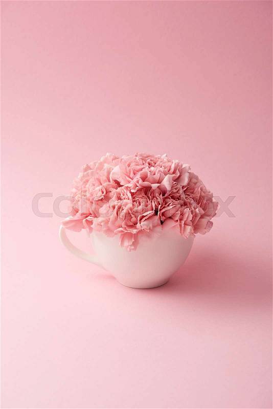 Beautiful tender pink carnation flowers in white cup on pink background, stock photo