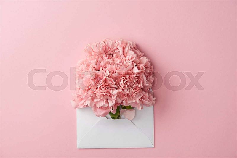 Beautiful pink carnation flowers and white envelope isolated on pink, stock photo
