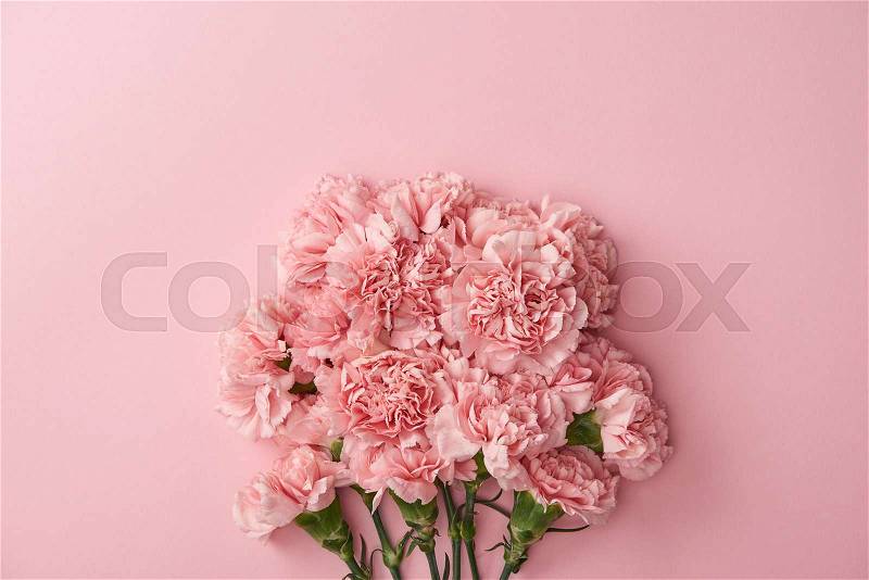 Beautiful pink carnation flowers isolated on pink background , stock photo
