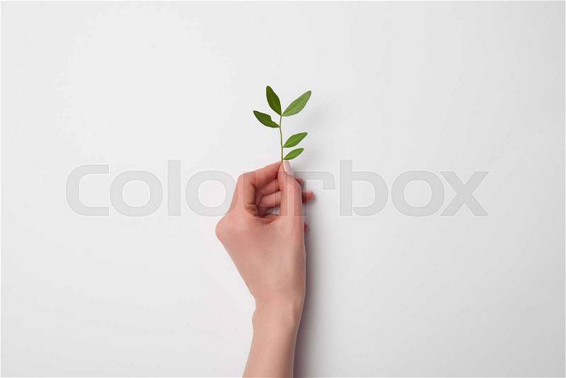 Top view of female hand with tea plant branch, stock photo