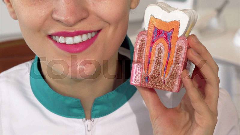 Dentist smiling holding tooth model to the camera. Cropped shot of a dentist in labcoat smiling with her perfect teeth, holding plastic tooth mold. Medicine, ..., stock photo