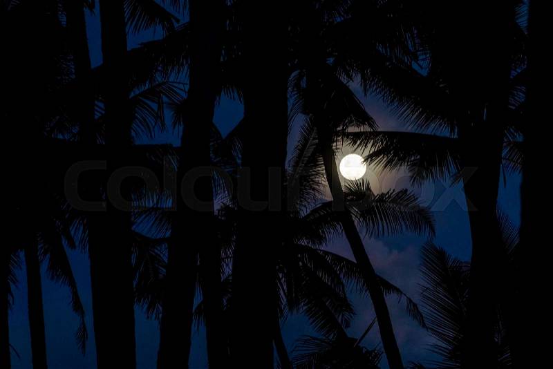 Full moon seen through palm leaves silhouettes at night, stock photo
