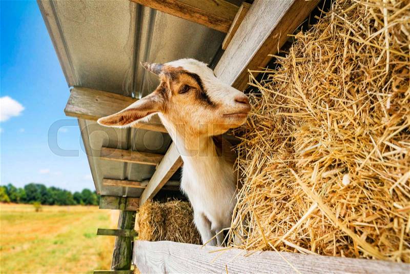 Goat eating hay at a barn in a rural environment in the summer, stock photo