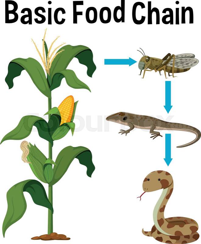 Science Basic Food Chain illustration, vector