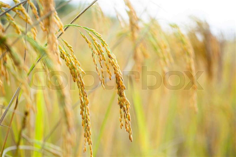 Golden yellow rice grains in rice fields, stock photo