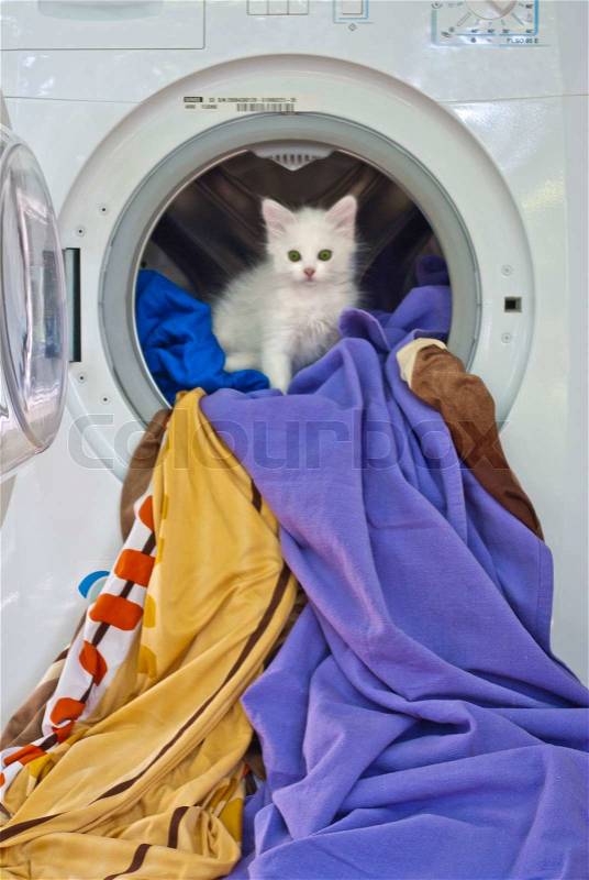 Cat in the washing machine, stock photo