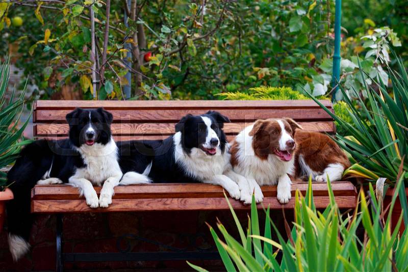 Three dogs of breed Border Collie on the bench in a garden, stock photo
