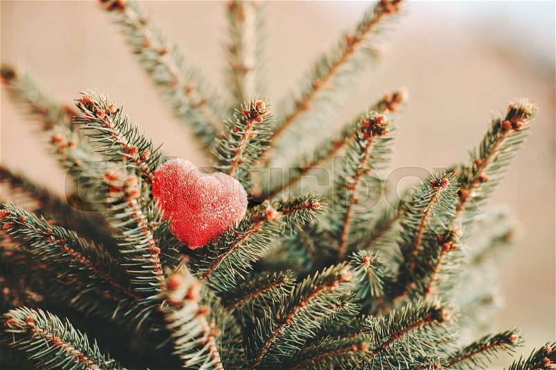 Romantic heart symbol on the branches of small fir tree, stock photo