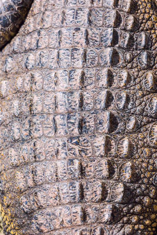 Closeup of Crocodile scaled skin, detailed rough texture, stock photo
