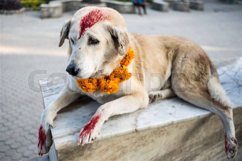 Dog with yellow flower necklace colored with red spots for the Kukur Tihar dog festival in Nepal, stock photo