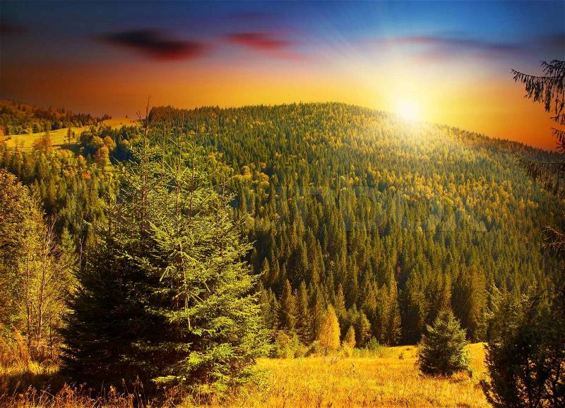 Colorful sunset at forests mountains, peaceful woods landscape of Europe countryside, beautiful nature scene, evergreen fir trees and sunny warm sky, stock photo