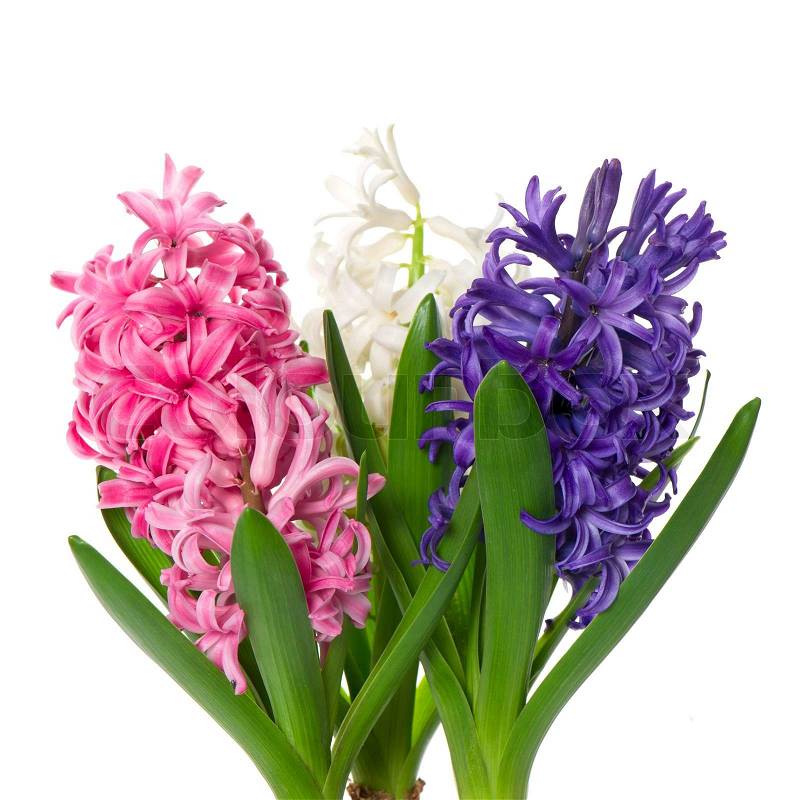 3765951-fresh-hyacinth-flowers-and-leaves-on-white-background.jpg?width=197