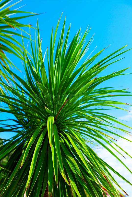 Green palm leaf, stock photo