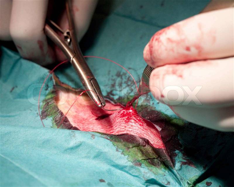 Vet closing a wound during surgery, stock photo