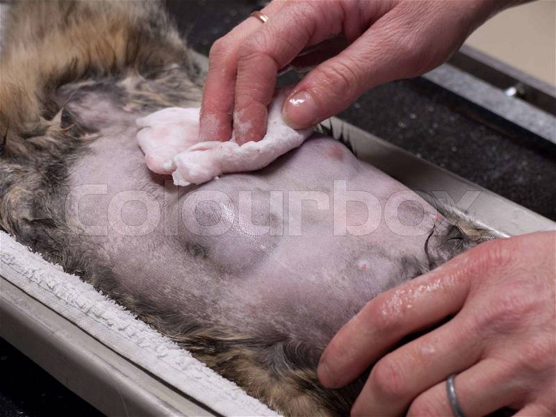 Close up of the belly before an operation on a cat with breast cancer, stock photo