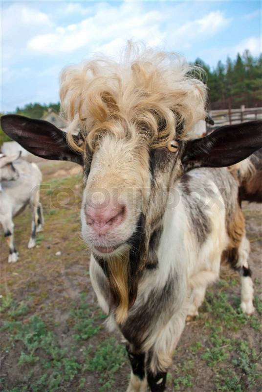Funny goat, stock photo