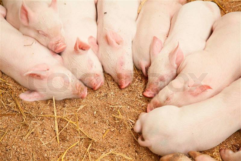 Young pigs, stock photo
