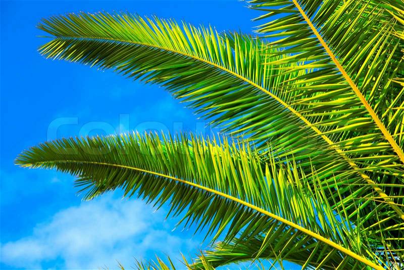 Green palm leaf on blue sky, stock photo