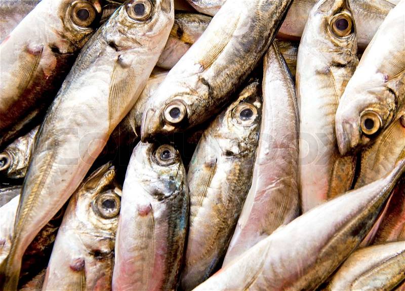 Fresh raw mackerel fish, stock photo