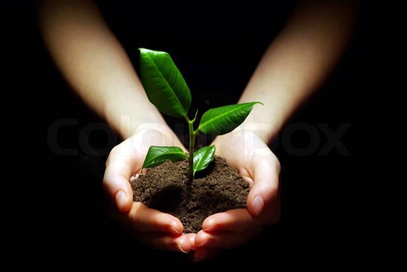 Plant in soil, stock photo