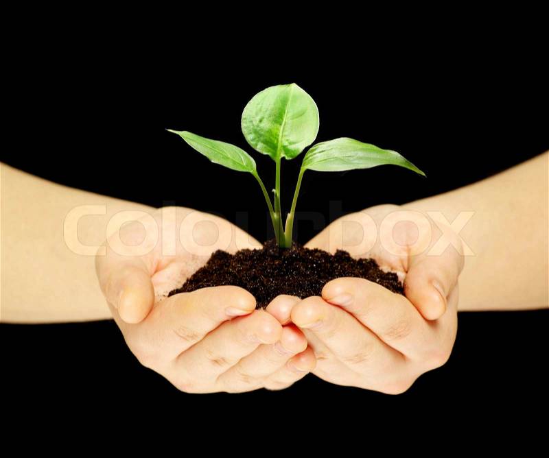 Plant in hands, stock photo