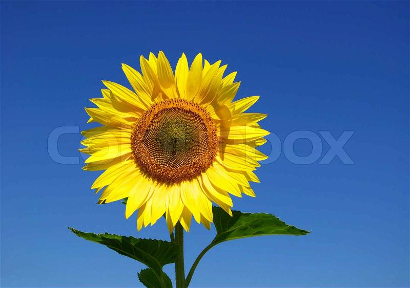 Yellow sunflower, stock photo