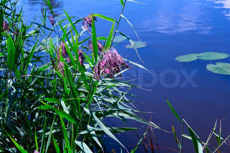 Reeds by the river, stock photo