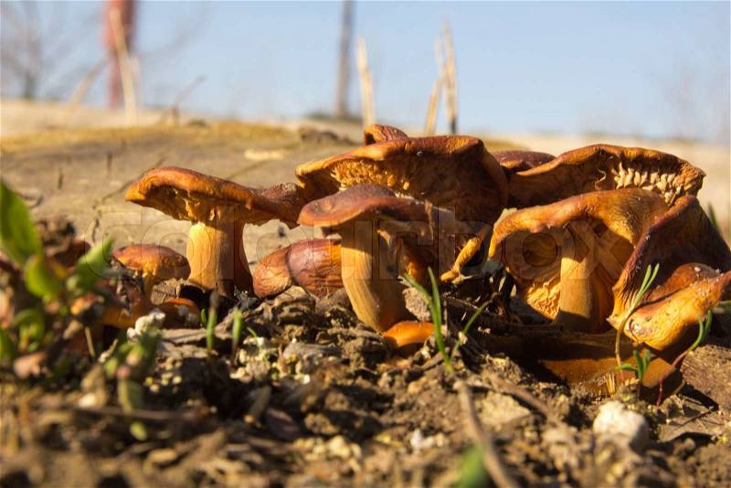 Yellow mushrooms on a stump, stock photo
