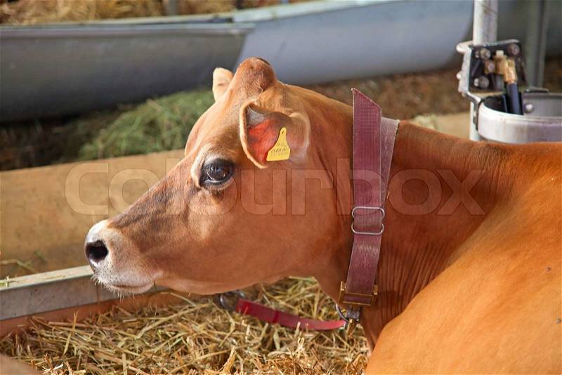 Swiss cow farm, stock photo
