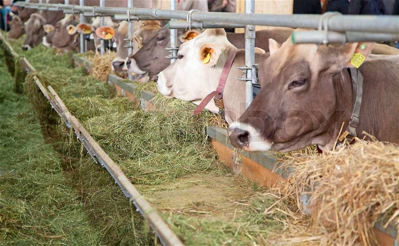 Swiss cow farm, stock photo