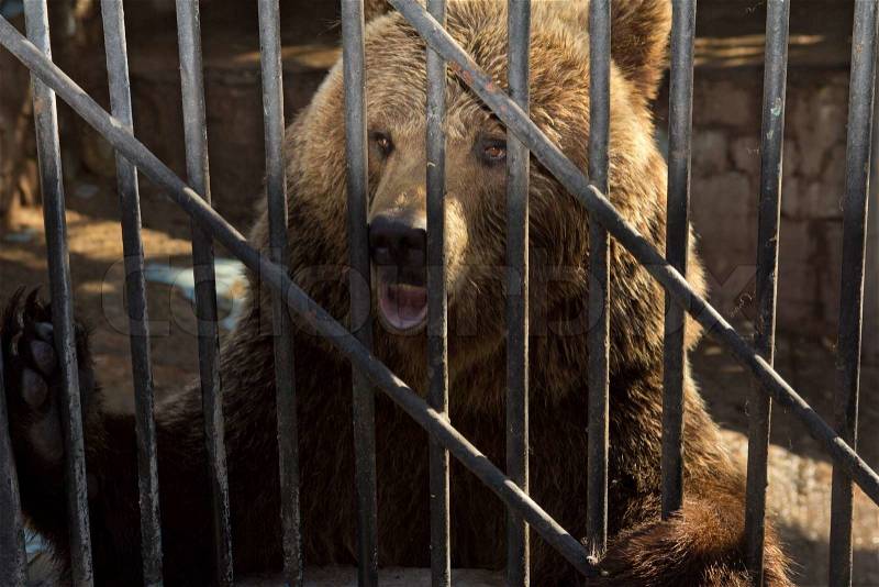 3864284-bear-behind-bars-in-a-zoo.jpg