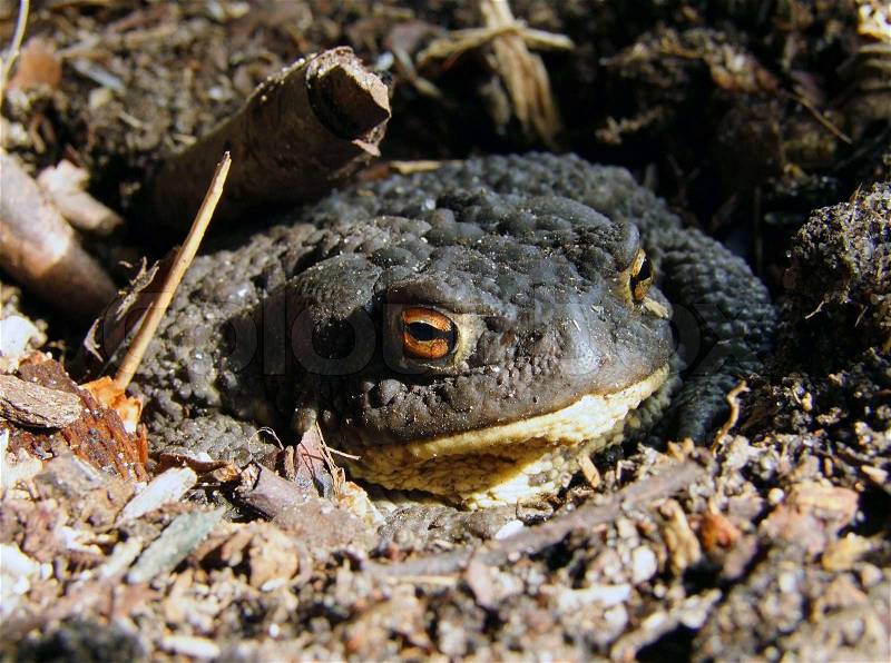 Toad in ground hole, stock photo