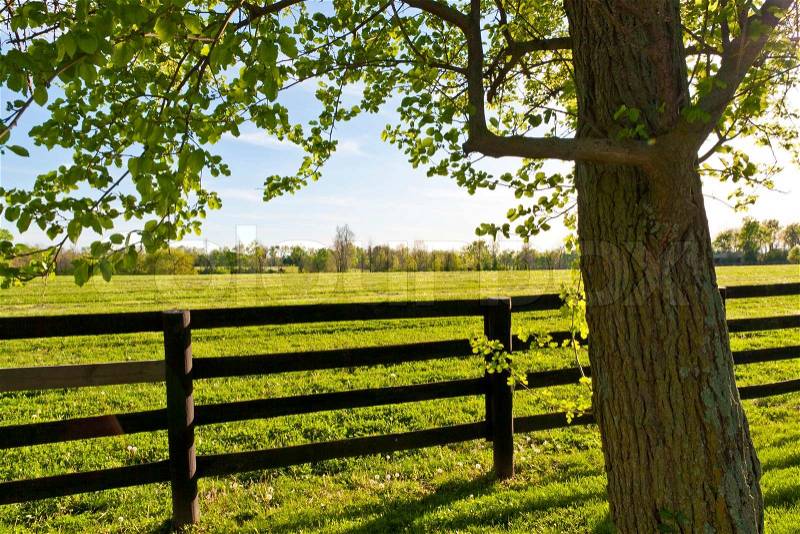 Country Scenery. Green pastures of horse farms, stock photo
