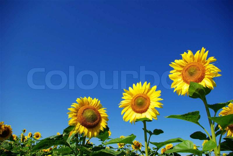 Yellow sunflower, stock photo