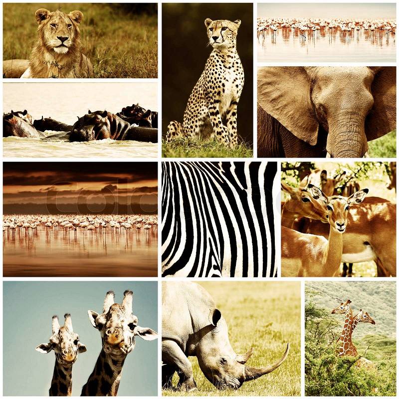 African Animals Safari Collage, stock photo
