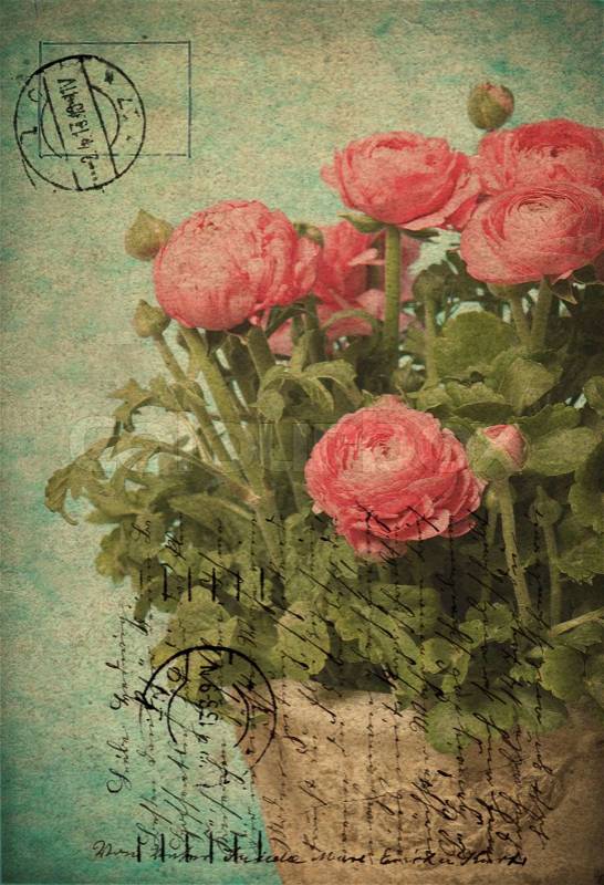 Pink ranunculus flowers old-fashioned card design, stock photo