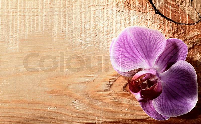 Pink orchid flower over wooden desk, stock photo