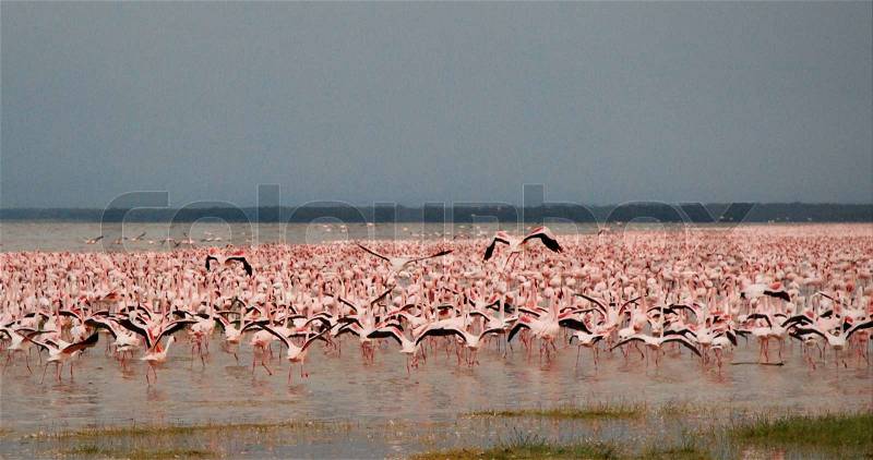 Flock of Pink Flamingos Taking Flight, stock photo