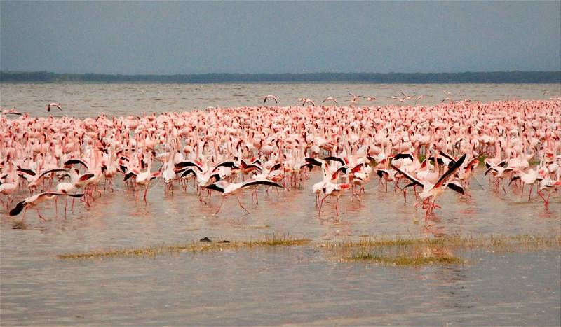 Flock of Pink Kenyan Flamingos taking Flight, stock photo