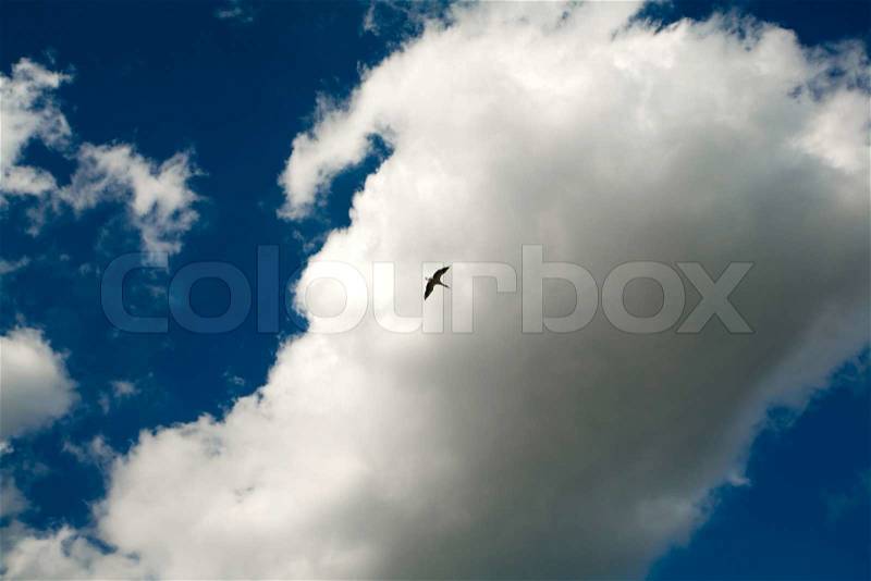 A bird flying under white fluffy clouds in the blue sky, stock photo