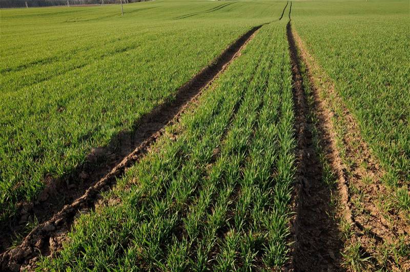 Path at wheat fields, stock photo