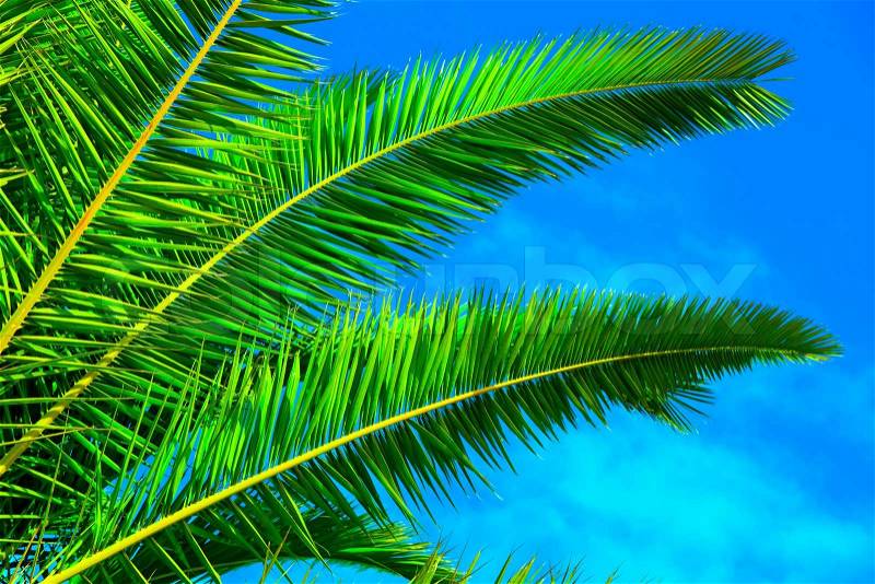 Green palm leaf on blue sky, stock photo