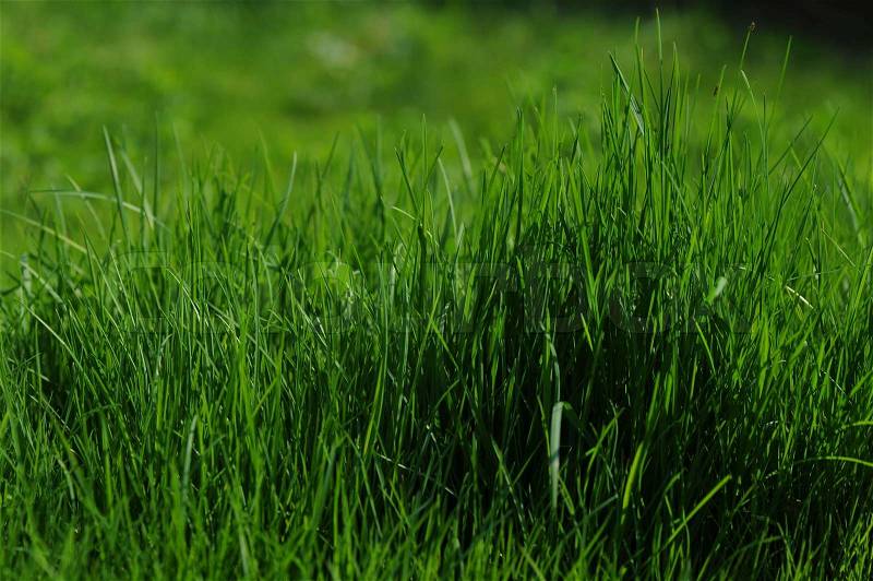 Grass is Greener, stock photo