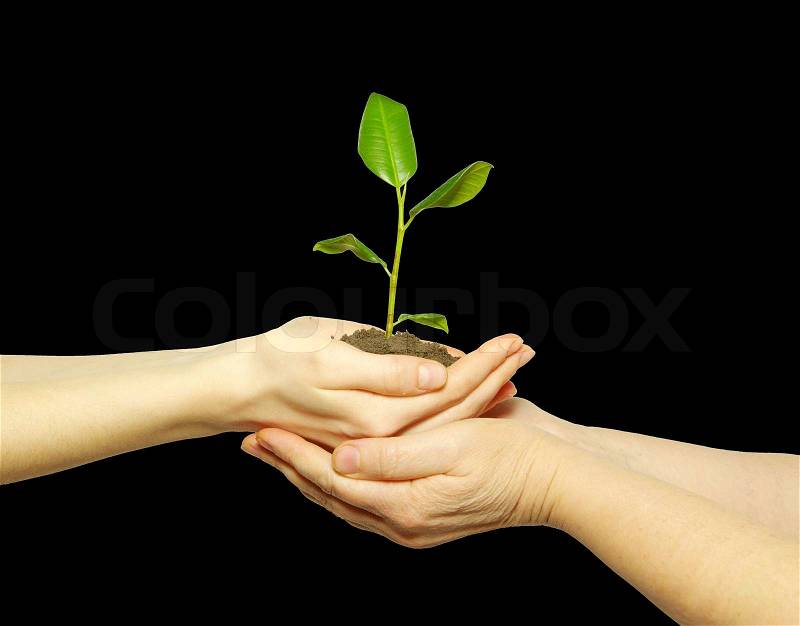 Plant in hands, stock photo