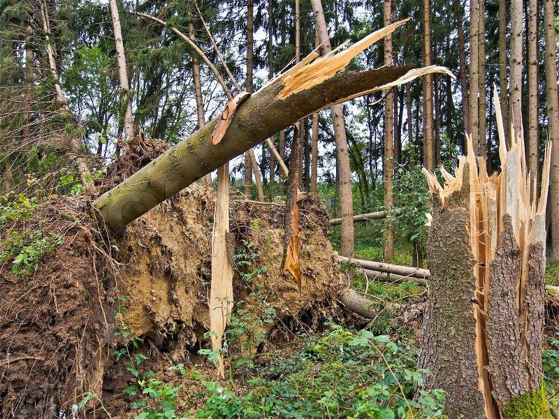Storm damage trees in the forest after a storm, stock photo