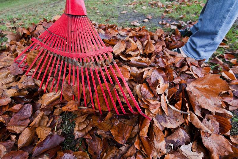 Rake leaves remove leaves gardening in the he, stock photo