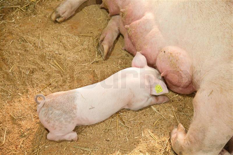 Young pigs, stock photo