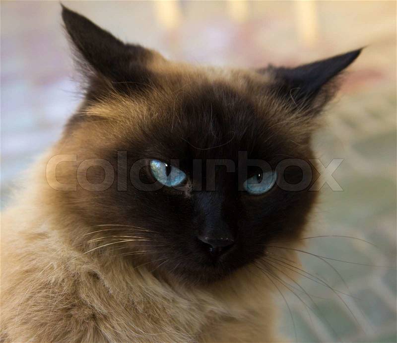 Siamese cat with dark blue eyes a portrait, stock photo