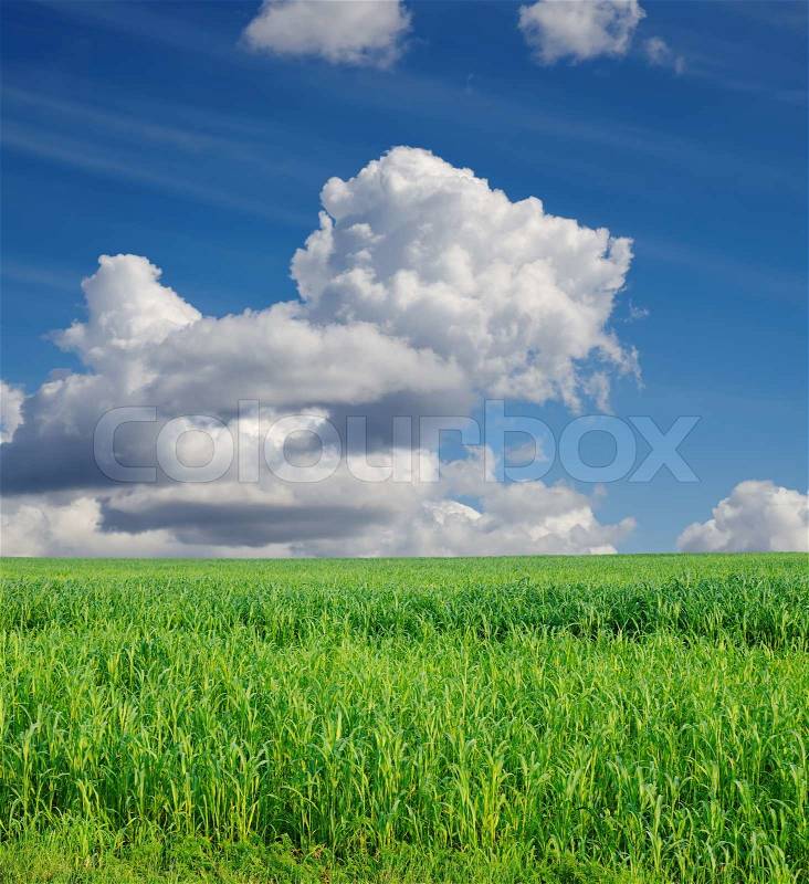 Field with green Sudan grass under deep blue sky with clouds, stock photo
